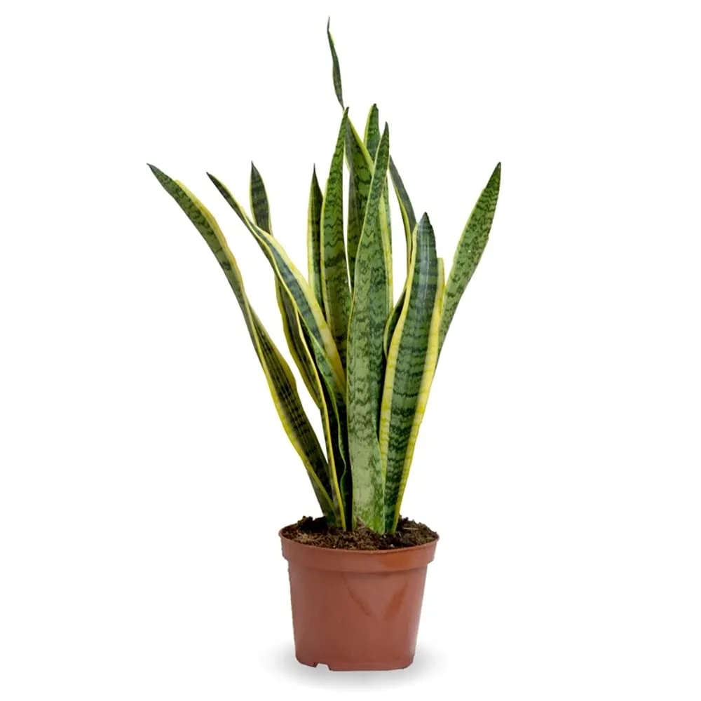 Verdecora Sansevieria lengua de suegra (maceta 17 cm)