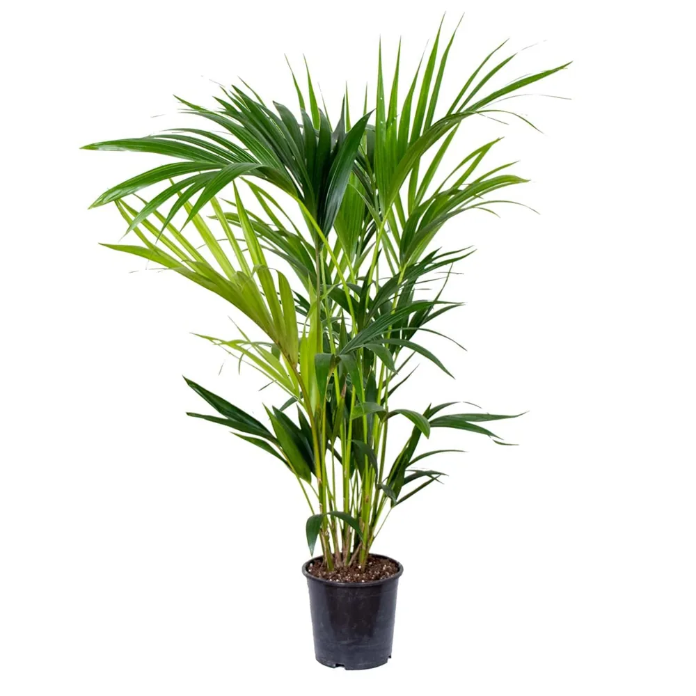 Bloomique palmera Kentia natural (80-100 cm)