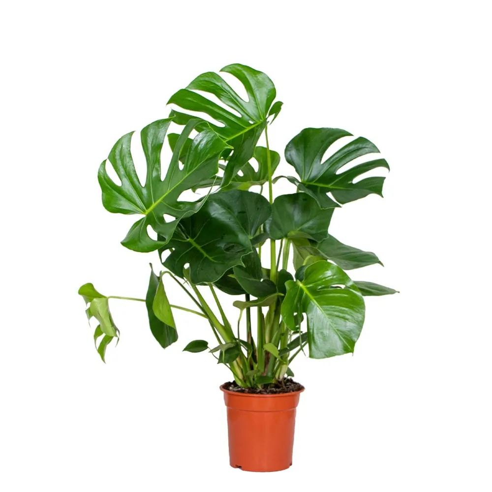 Bloomique Monstera deliciosa natural (70-80 cm)