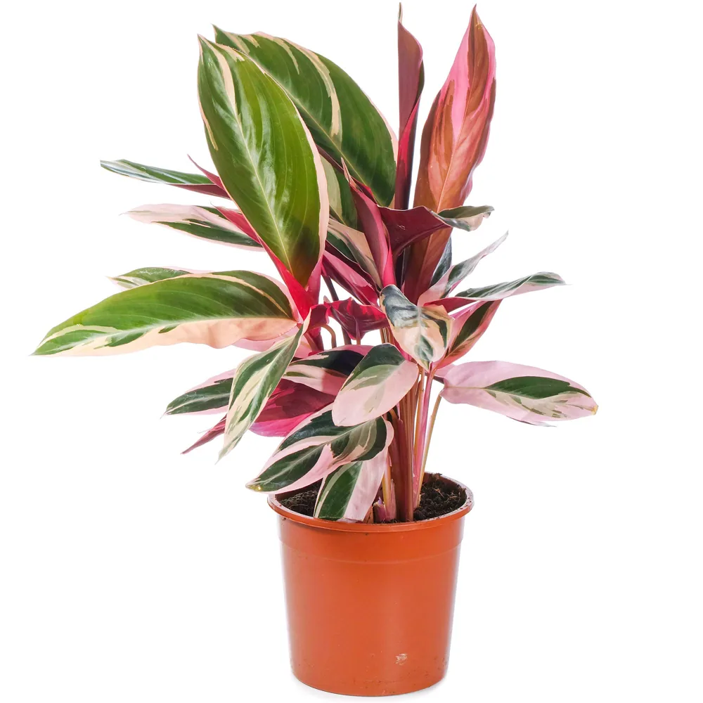 Calathea Stromanthe Triostar natural (25-35 cm)
