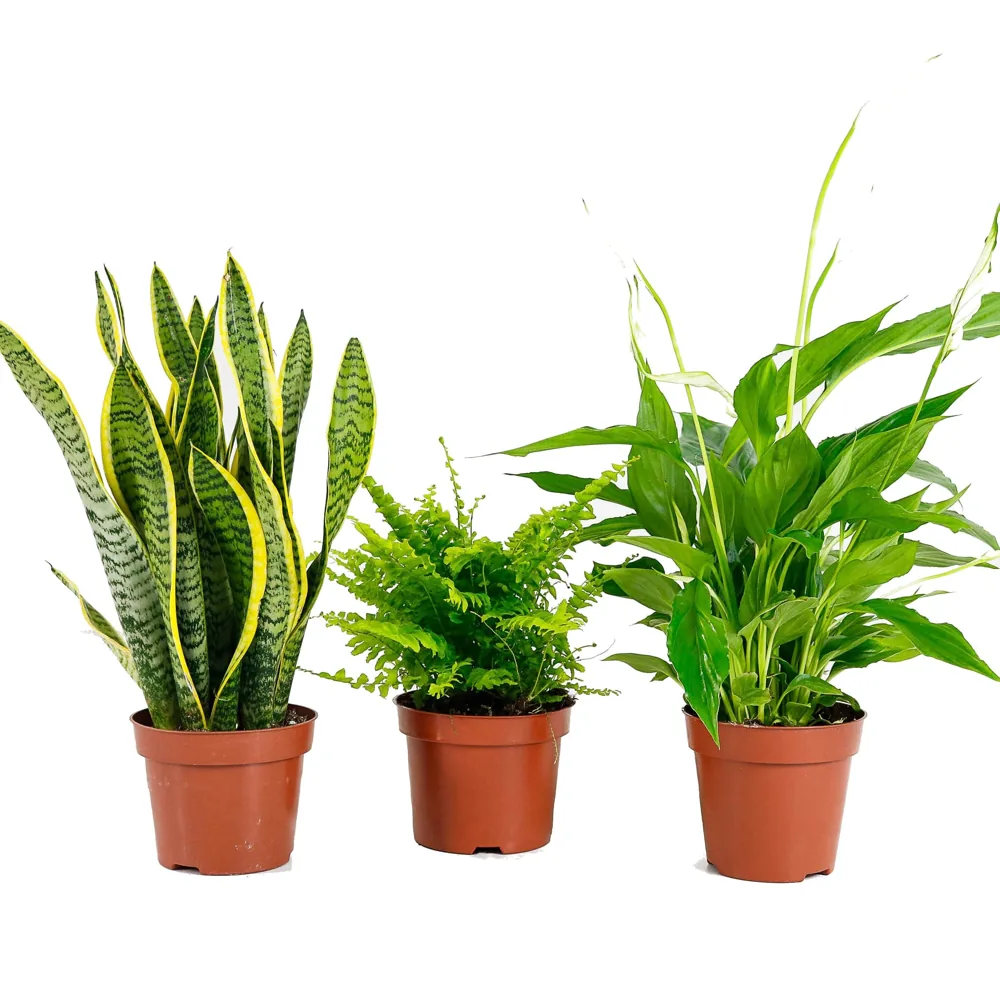 DECOALIVE trío de plantas naturales: sansevieria, helecho y lirio de la paz