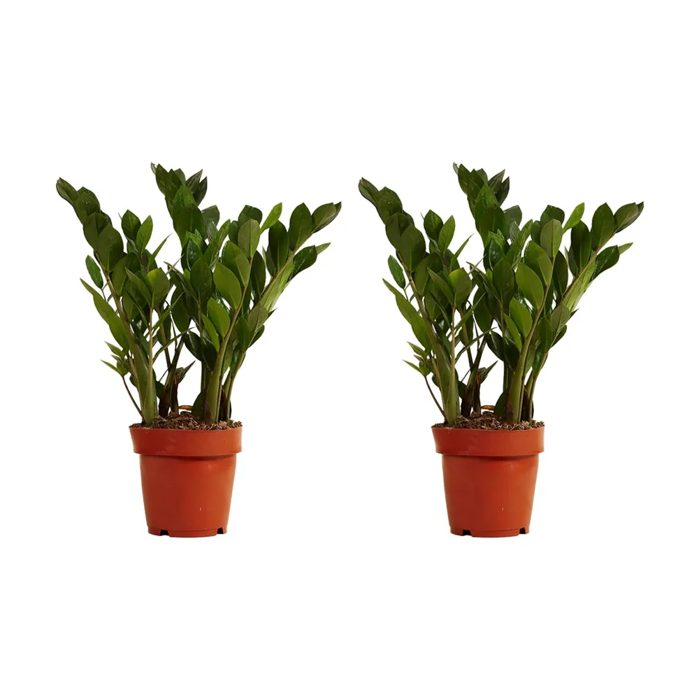 Bloomique Zamioculcas ZZ natural (2 uds., 30-40 cm)