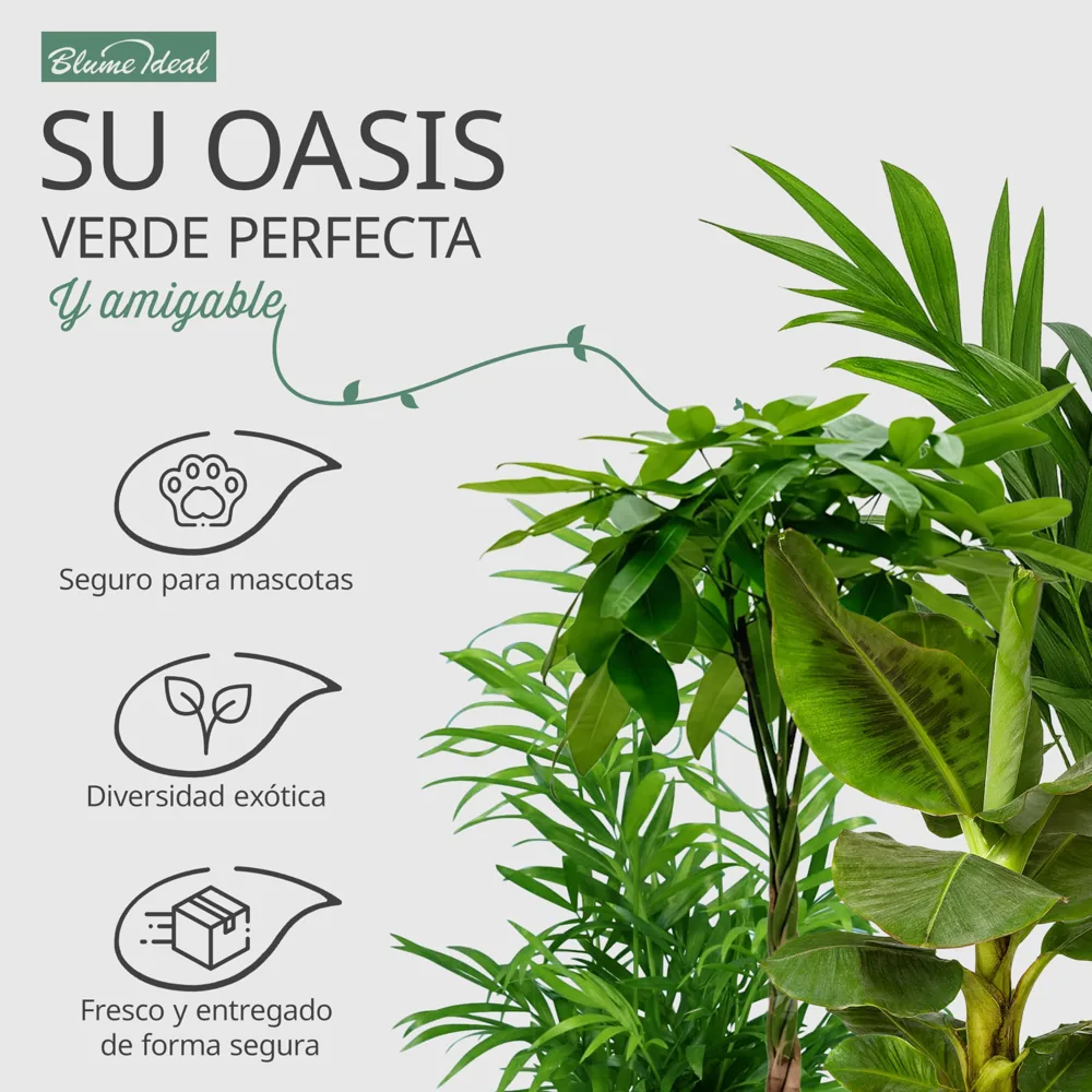Blume Ideal set de 5 plantas de interior de 30-60 cm