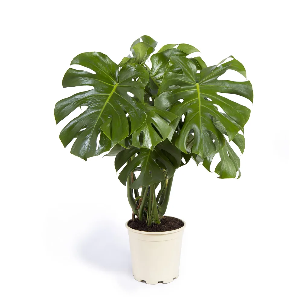 Cool Green monstera natural mediana de 50-60 cm