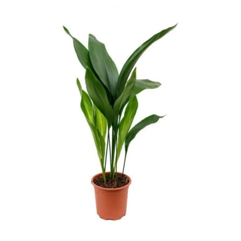 Verdecora aspidistra natural en maceta de 17 cm